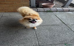 Pomeranian dogs for sale: Happy Pom Pom - Image 2