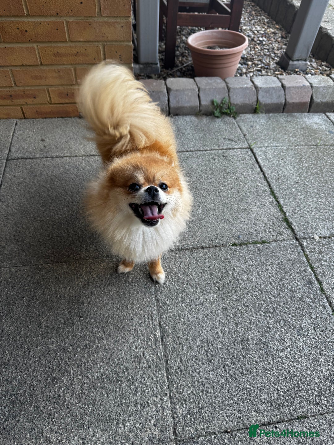 Pomeranian dogs for sale: Happy Pom Pom - Image 2