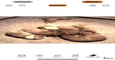 Whippet dogs Stunning Whippet puppies. - Advert 4