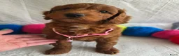 Irish Doodle dogs for sale: 👑Superb Rare Toy/Mini Deepest Red Irish Doodles👑 - Advert 4