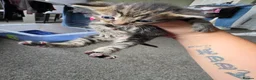Mixed Breed cats for sale: Litter mixed breed  - Advert 3