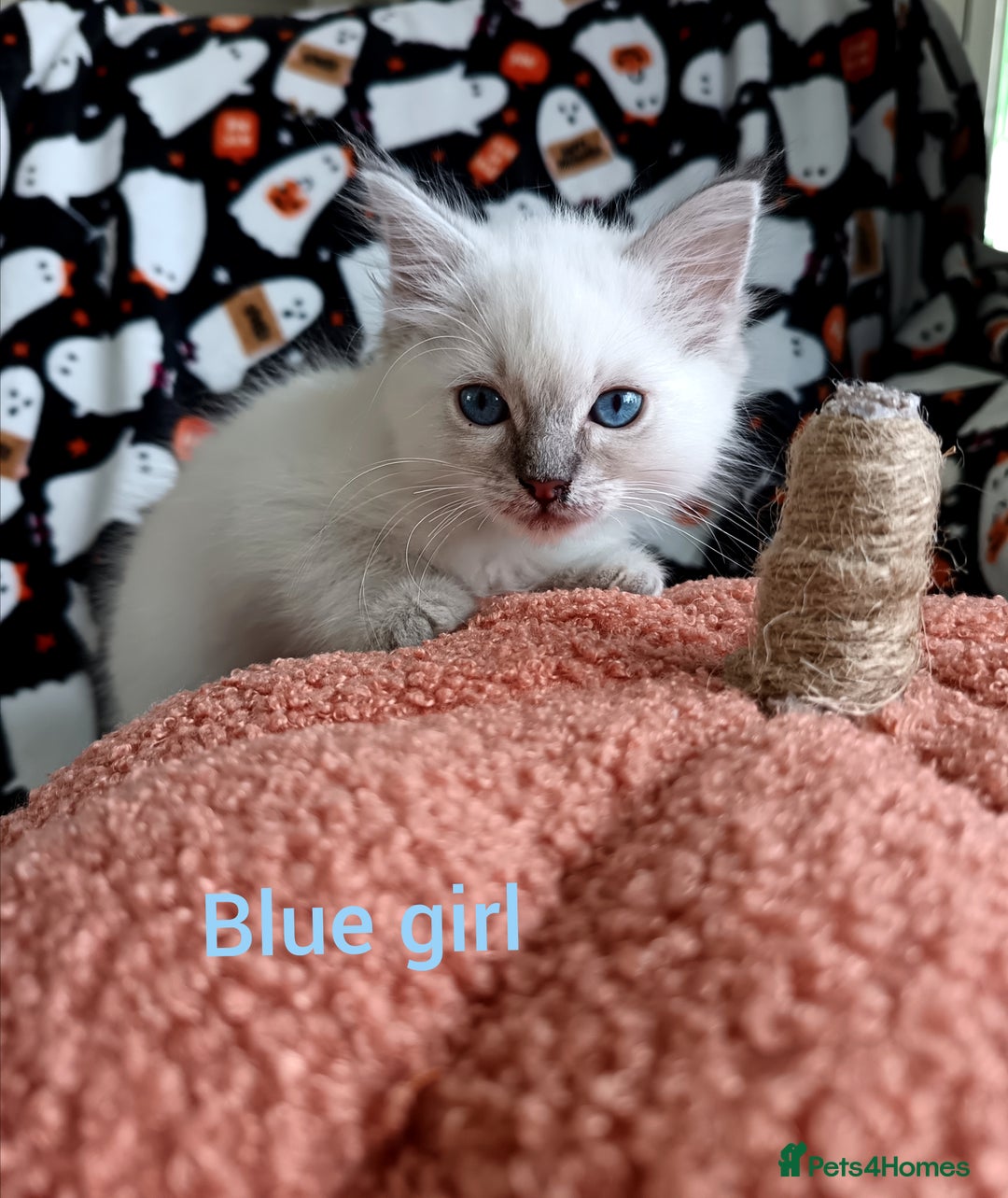 Ragdoll cats for sale: Ragdoll kittens  - Image 2