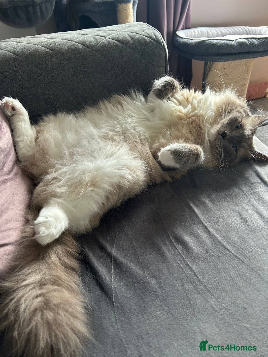Ragdoll cats for sale: 2 yr old neutered blue mitted ragdoll - Image 9