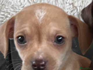 Chiweenie dogs - Advert 1