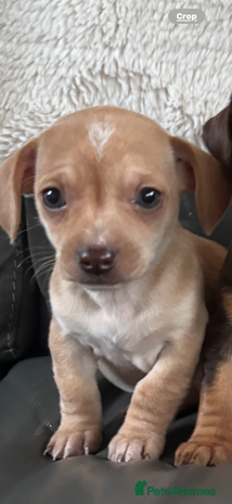 Chiweenie dogs - Advert 1