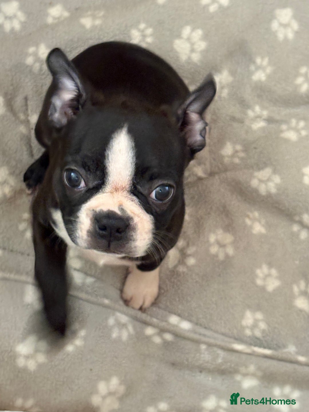 Boston Terrier dogs for sale: 🩷BOSTON TERRIER PUPPIES🩷 - Image 7
