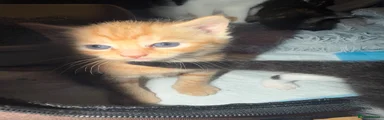 Orange tabby kitten 