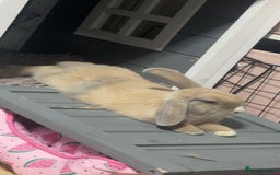 Mixed Breed rabbits for sale: two female rabbits  - Image 7