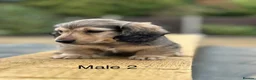 Miniature Dachshund dogs for sale: Miniature shaded cream longhaired Dachshund  - Advert 13