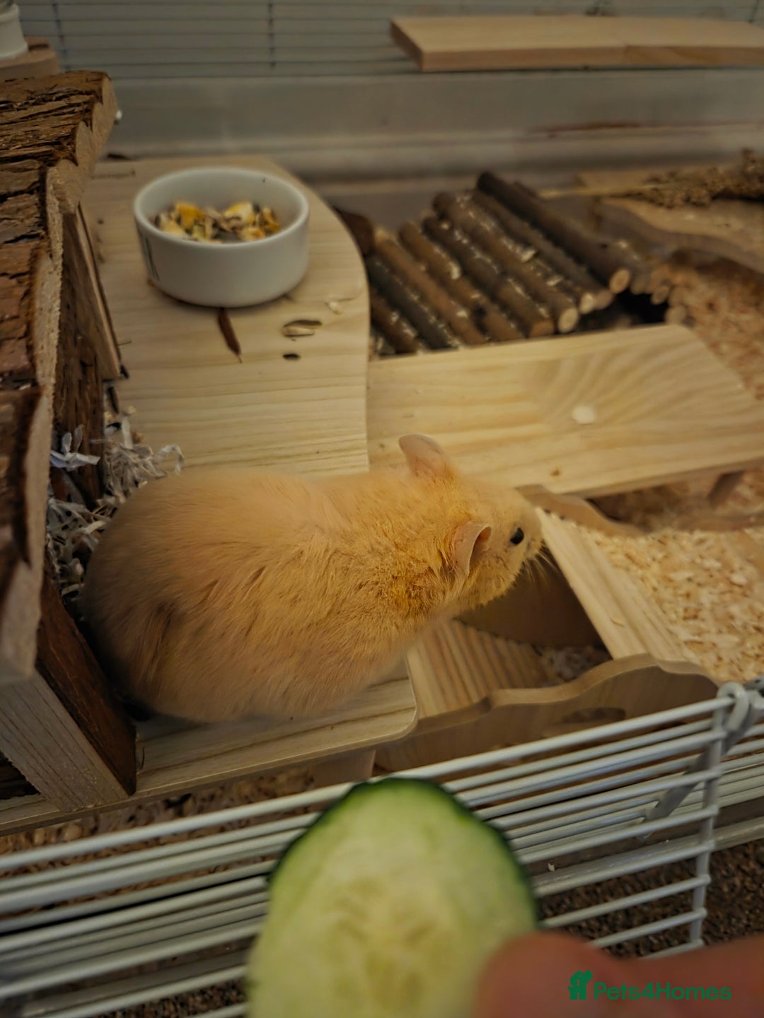 Hamster rodents for sale: Young Syrian hamster  - Advert 2
