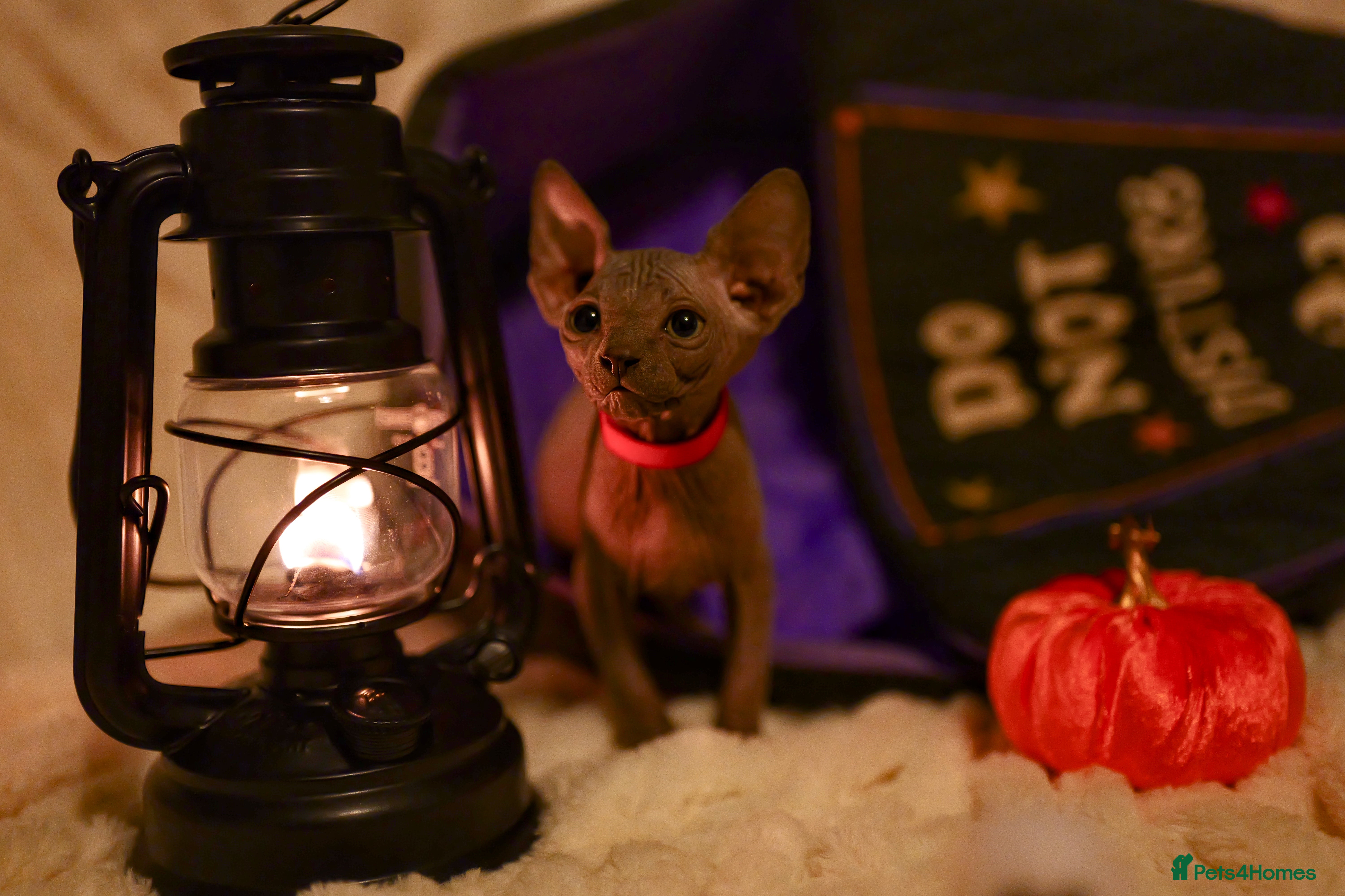 Sphynx cats for sale: Lovely Sphynx Kittens available - Advert 2