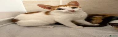 Bug