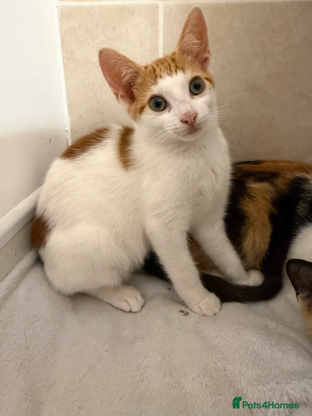 Domestic Shorthair cats for sale: domestic short hairs in Denbigh - Advert 2