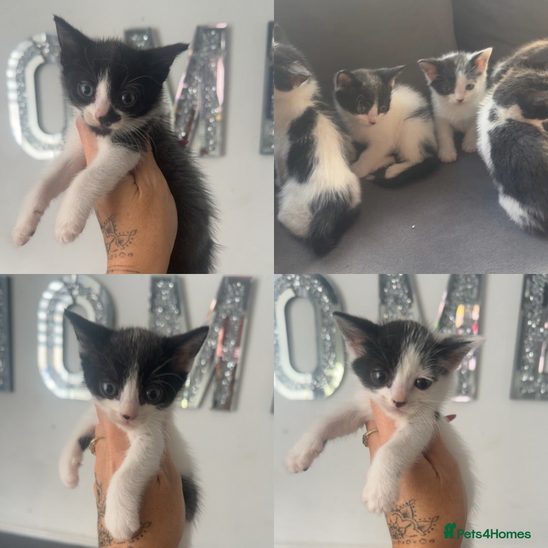 Mixed Breed cats Beautiful mix of grey, black and white kittens  - Advert 3
