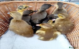 Ducks poultry for sale: Mixed Color Indian Runner Ducklings - Image 13