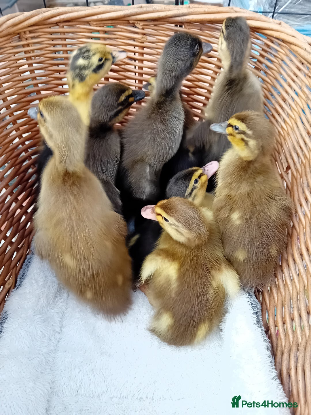 Ducks poultry for sale: Mixed Color Indian Runner Ducklings - Image 13