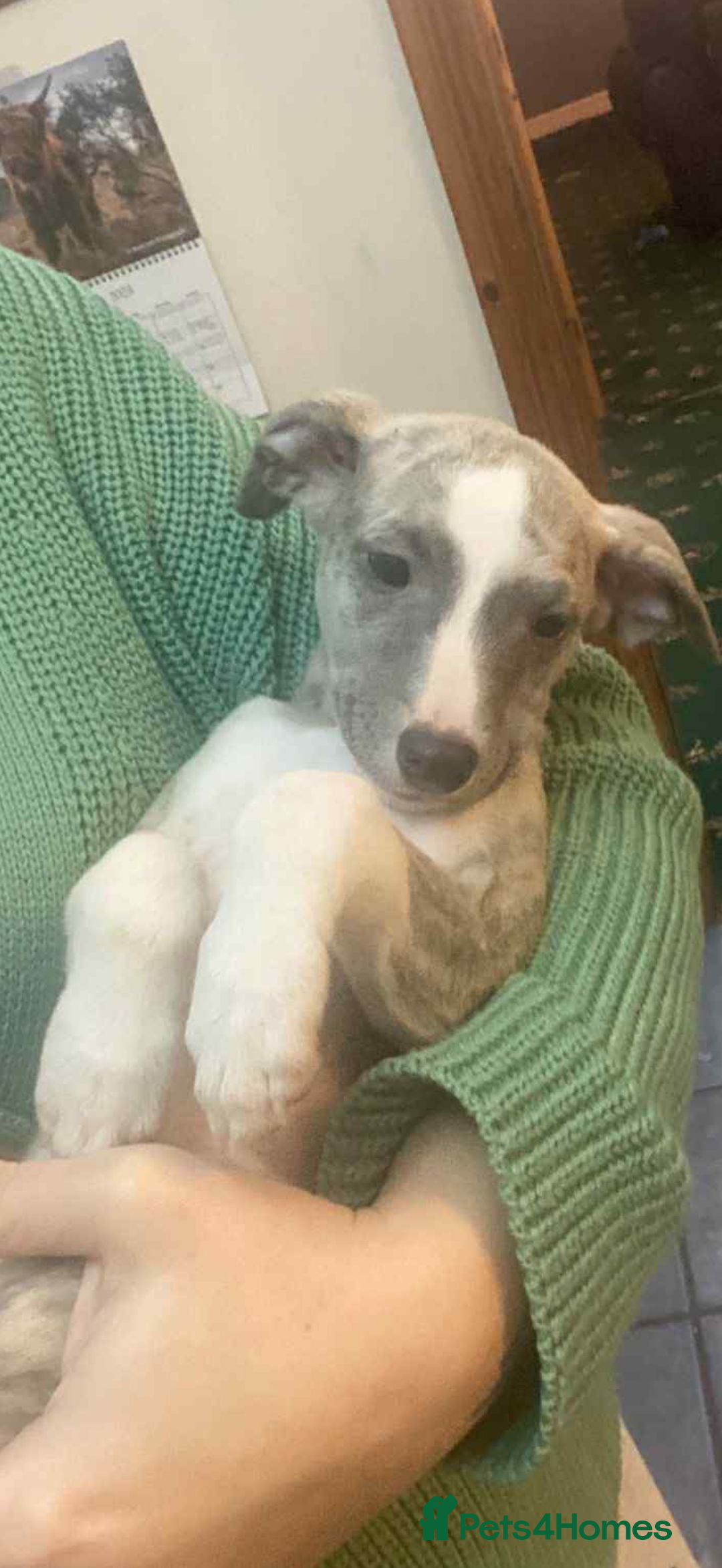 Whippet dogs for sale: Stunning kc registered whippet pups  - Advert 6