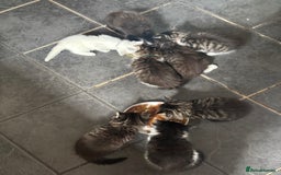 Maine Coon cats for sale: 1 female, 1 male ready for their forever home - Image 10