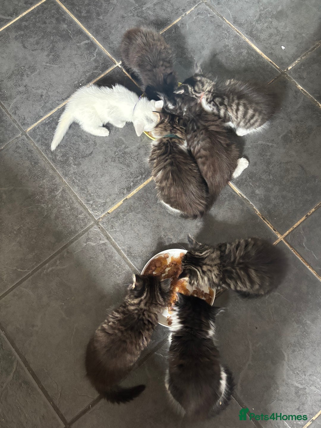 Maine Coon cats for sale: 1 female, 1 male ready for their forever home - Image 10