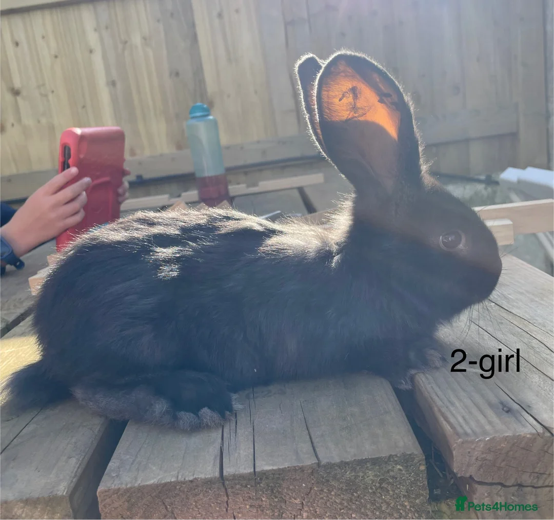 Continental Giant rabbits for sale: 💖Pure bred continental giants💖 - Advert 1