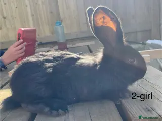 Continental Giant rabbits 💖Pure bred continental giants💖 - Advert 1