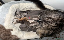 Mixed Breed cats for sale: 6 British Shorthair cross kittens  - Image 14