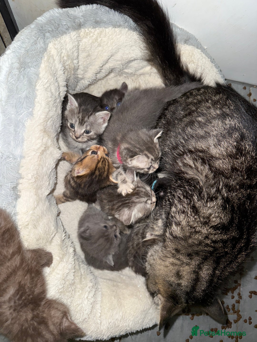 Mixed Breed cats for sale: 6 British Shorthair cross kittens  - Image 14