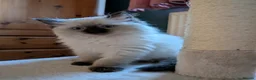 Ragdoll cats for sale: Little seal point ragdoll girl  - Advert 1