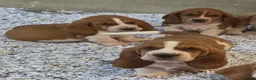 Basset Hound dogs for sale: KC BASSET HOUND PUPPIES FROM HEALTH SCORED PARENTS - Advert 20