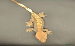Gecko reptiles for sale: Female Crested Gecko - Image 4