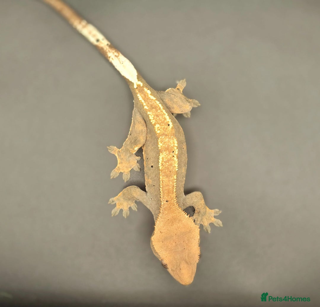 Gecko reptiles for sale: Female Crested Gecko - Image 4