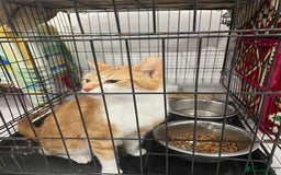 Mixed Breed cats for sale: ****** for sale comes with cage. - Image 6