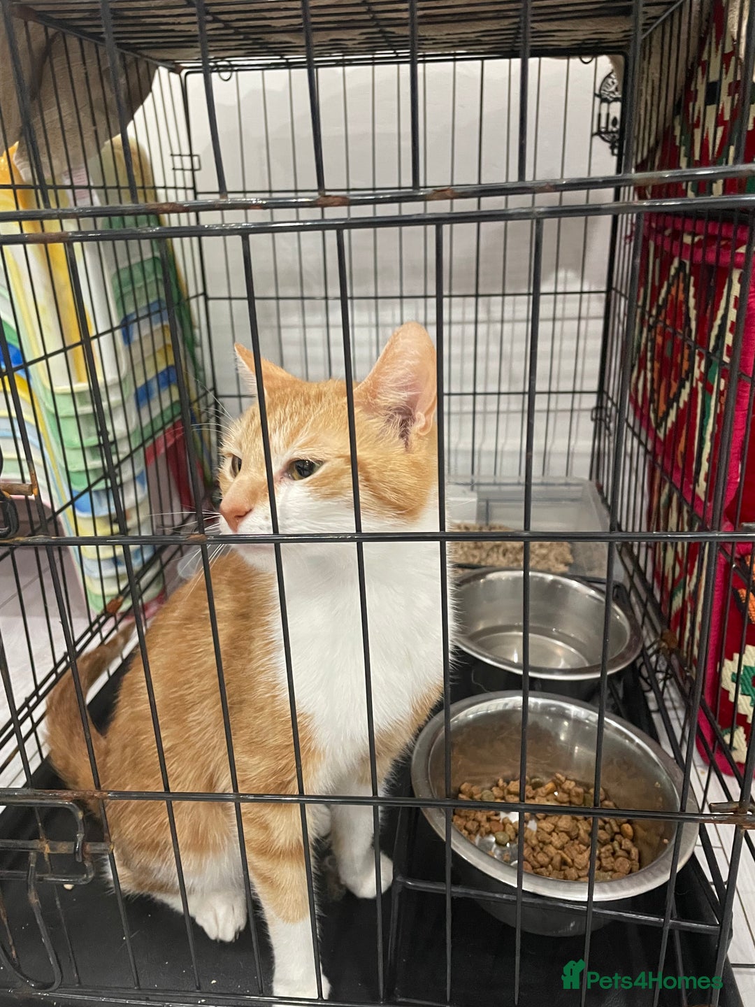 Mixed Breed cats for sale: ****** for sale comes with cage. - Image 6
