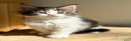 Maine Coon cats for sale: Beautiful Maine Coon kittens - Advert 17
