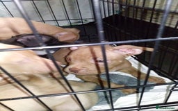 Mixed Breed dogs for sale: 4 beautiful pocket bully/mixed - Image 7