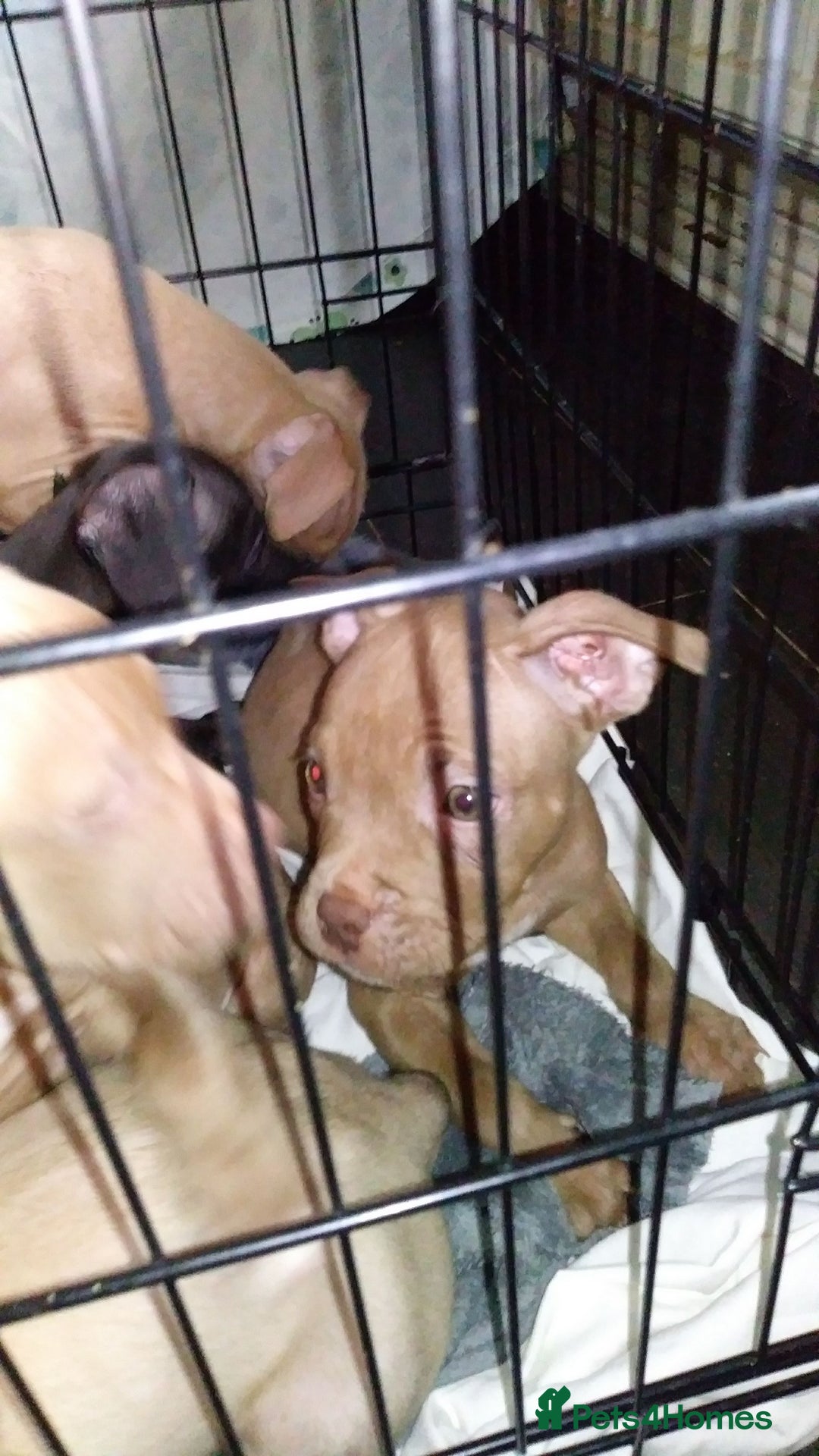 Mixed Breed dogs for sale: 4 beautiful pocket bully/mixed - Image 7