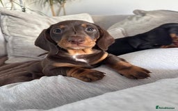 Miniature Dachshund dogs for sale: Miniature Dachshund Puppies  - Image 4