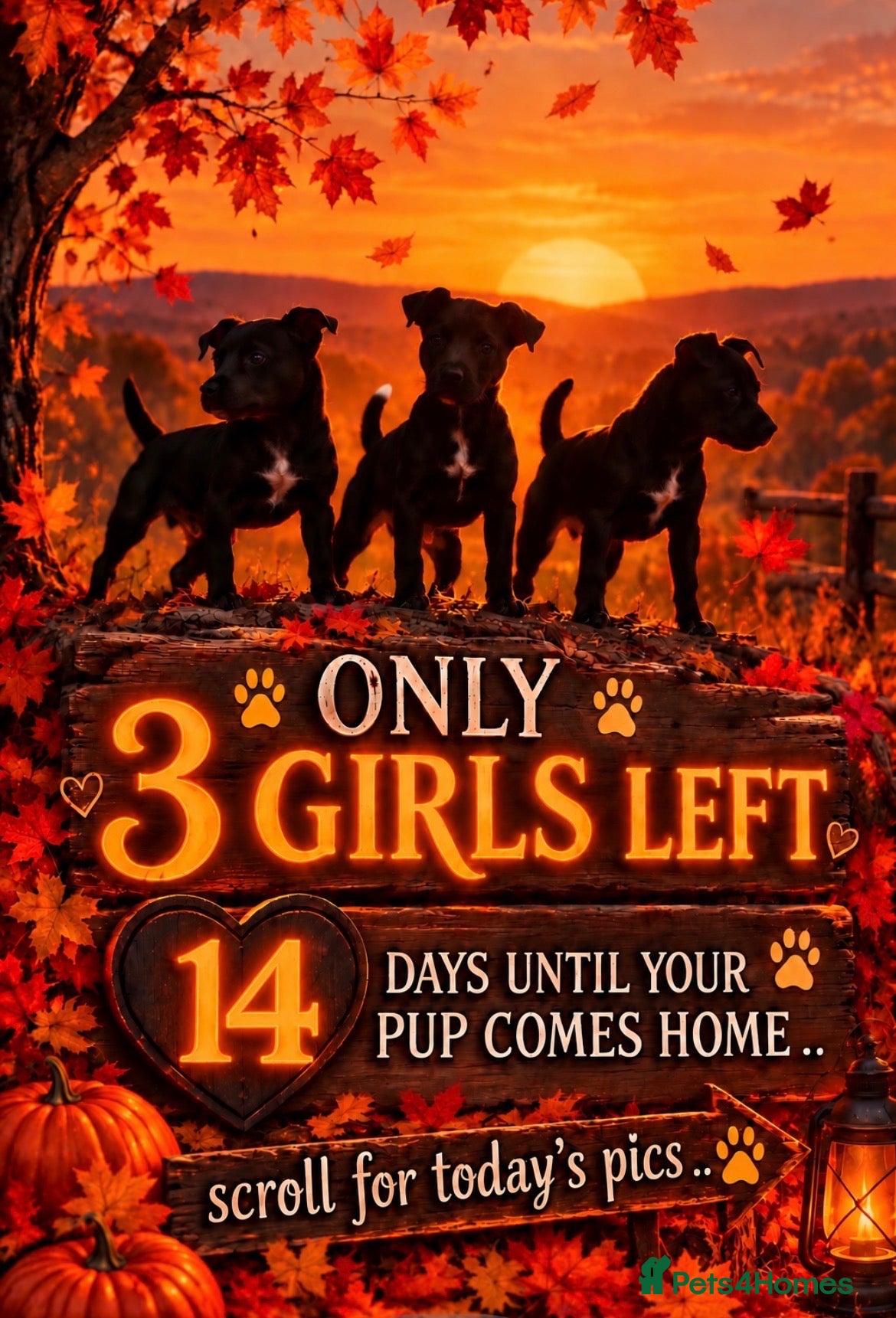 Patterdale Terrier dogs Stunning spooktacular Patterdale puppies  - Advert 2