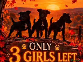 Patterdale Terrier dogs Stunning spooktacular Patterdale puppies - Advert 2