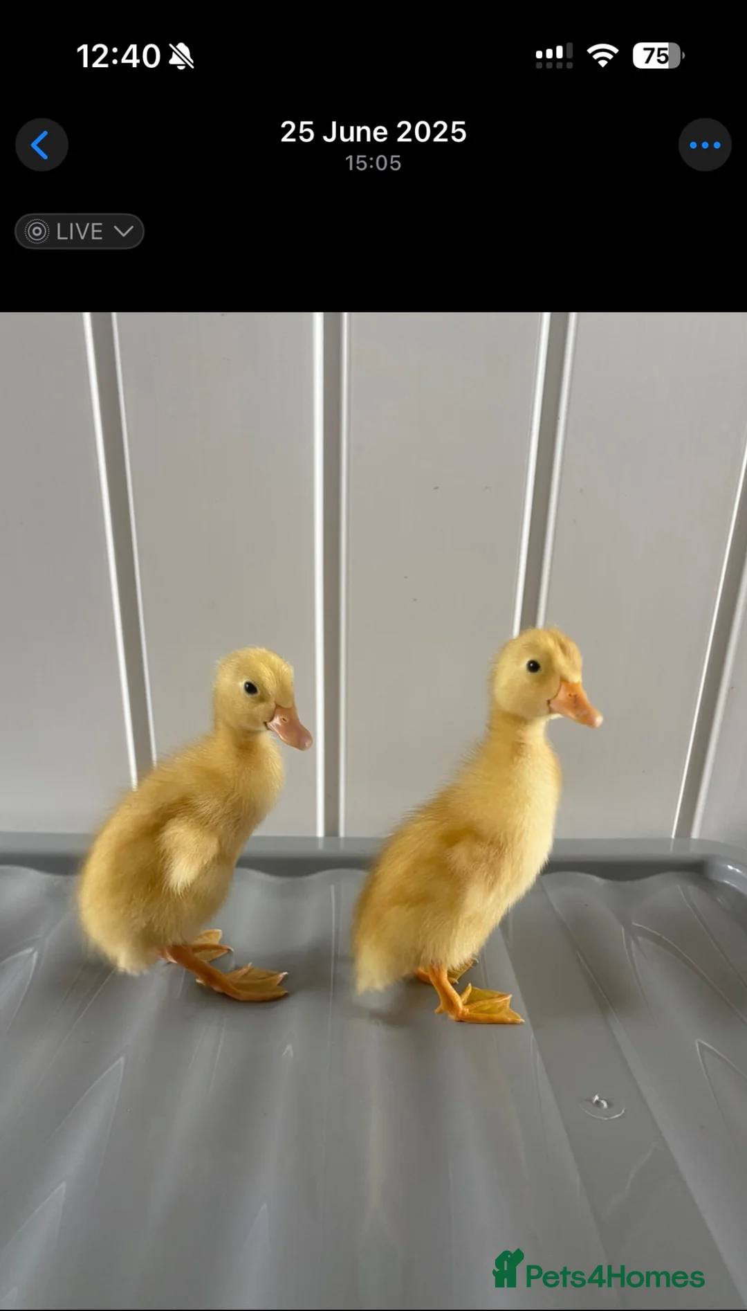 Ducks poultry for sale: Indian runner duck hatching eggs  12 for £5 - Advert 7