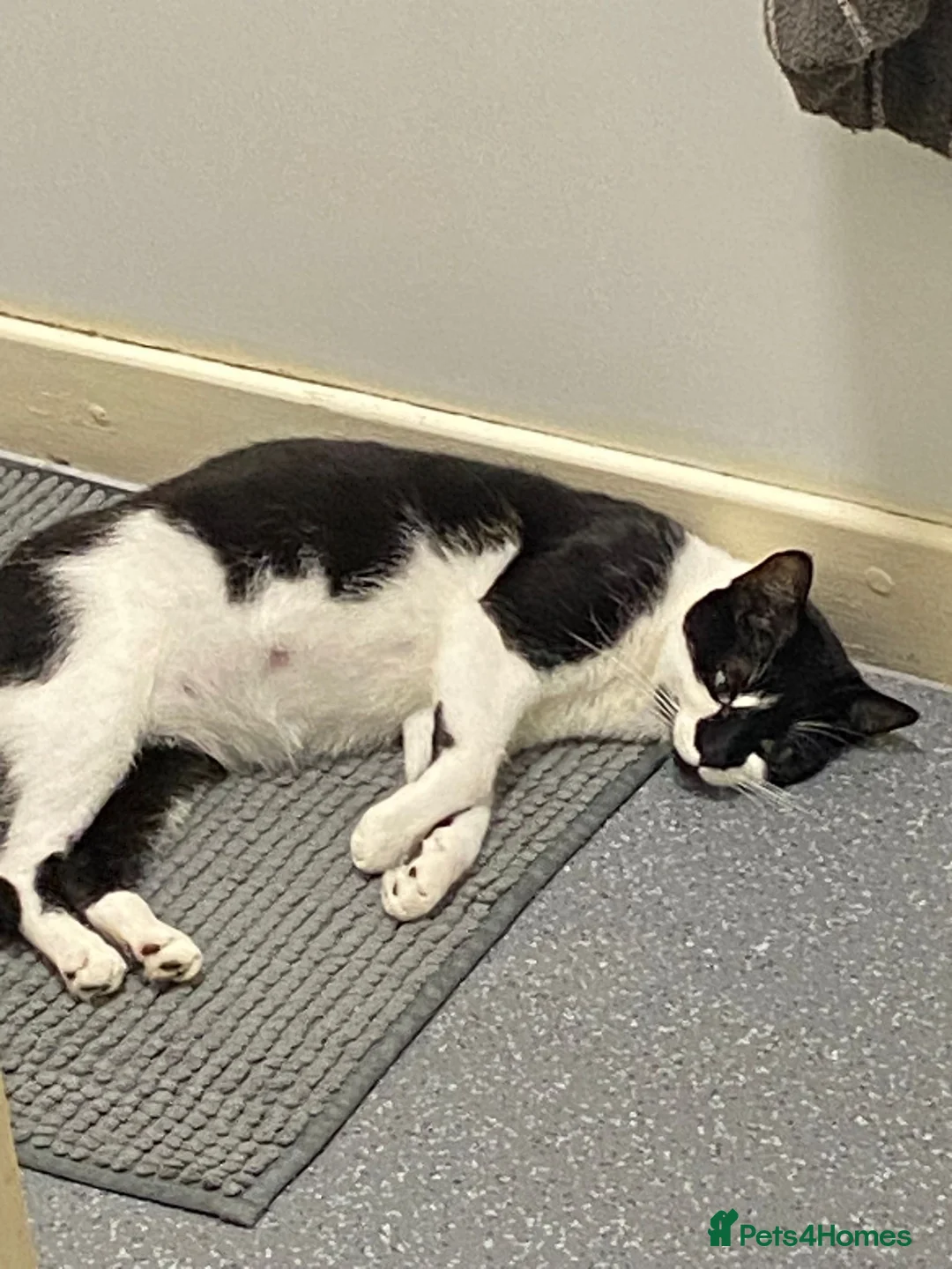 Mixed Breed cats for sale: Adorable kittens in Basildon - Advert 8