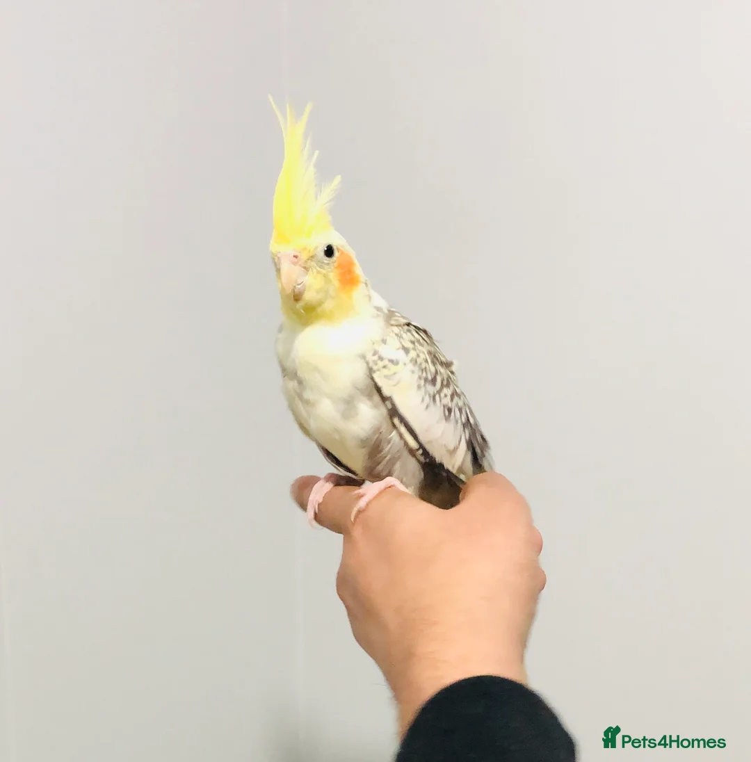 Cockatiels birds for sale: Beautiful Colours Hand tamed cocktails for sale. - Advert 5