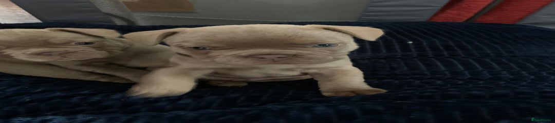 French Bulldog Puppy 5