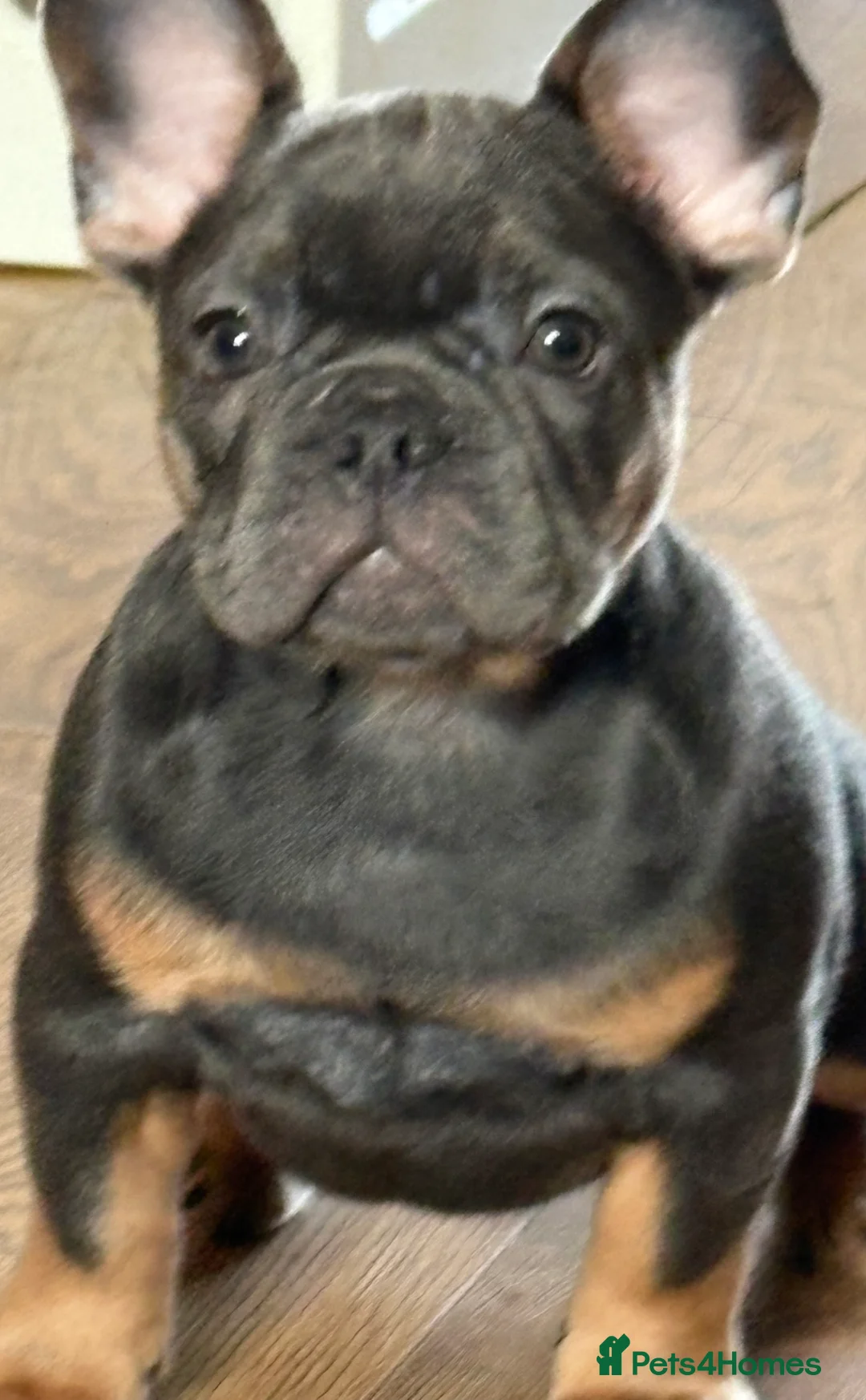 French Bulldog dogs for sale: mrs karen  - Advert 1