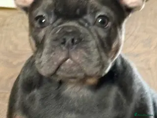 French Bulldog dogs mrs karen - Advert 2