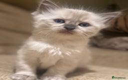 Ragdoll cats for sale: Adorable Ragdoll X Snow Bengal Kittens - Advert 30