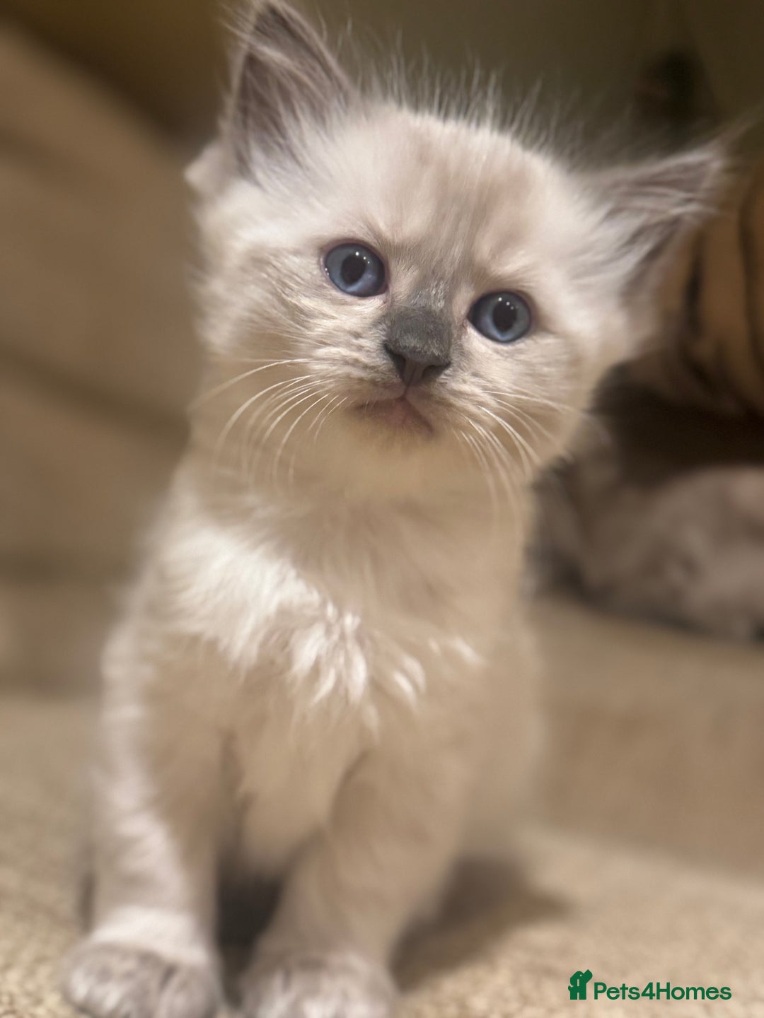 Ragdoll cats for sale: Adorable Ragdoll X Snow Bengal Kittens - Advert 30
