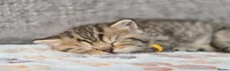 British Shorthair cats for sale: Gorgeous Golden Tabby ✨ British Shorthair Kitten ⭐ - Advert 26