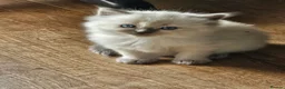 Ragdoll cats for sale: Lovely Litter of 3 Kittens Looking for Loving Home - Advert 3