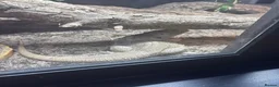 Bearded Dragon reptiles for sale: Male bearded dragon and full set up  in Melton Mowbray - Advert 4